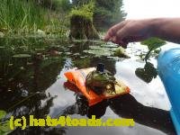 /home//u458753944/public_html/sourcegallery////////////////Frogs/Bullfrogs 2016-08 Ontario/P8140122.JPG